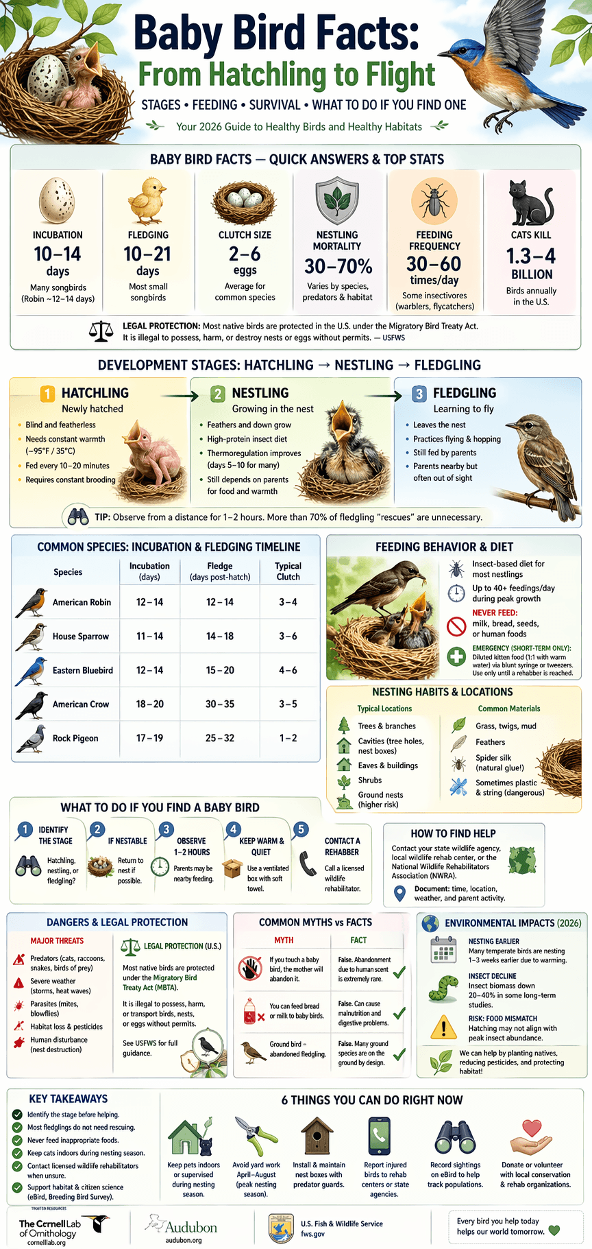 baby bird facts