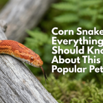 Corn Snake Facts: Everything You Should Know About This Popular Pet Snake featured image