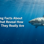 Interesting Facts About Sharks That Reveal How Amazing They Really Are featured image