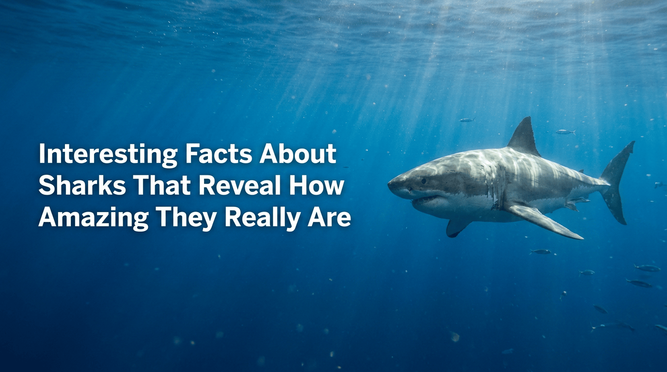 Interesting Facts About Sharks That Reveal How Amazing They Really Are featured image