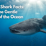 Whale Shark Facts: Meet the Gentle Giant of the Ocean featured image