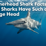 Hammerhead Shark Facts: Why These Sharks Have Such a Strange Head featured image
