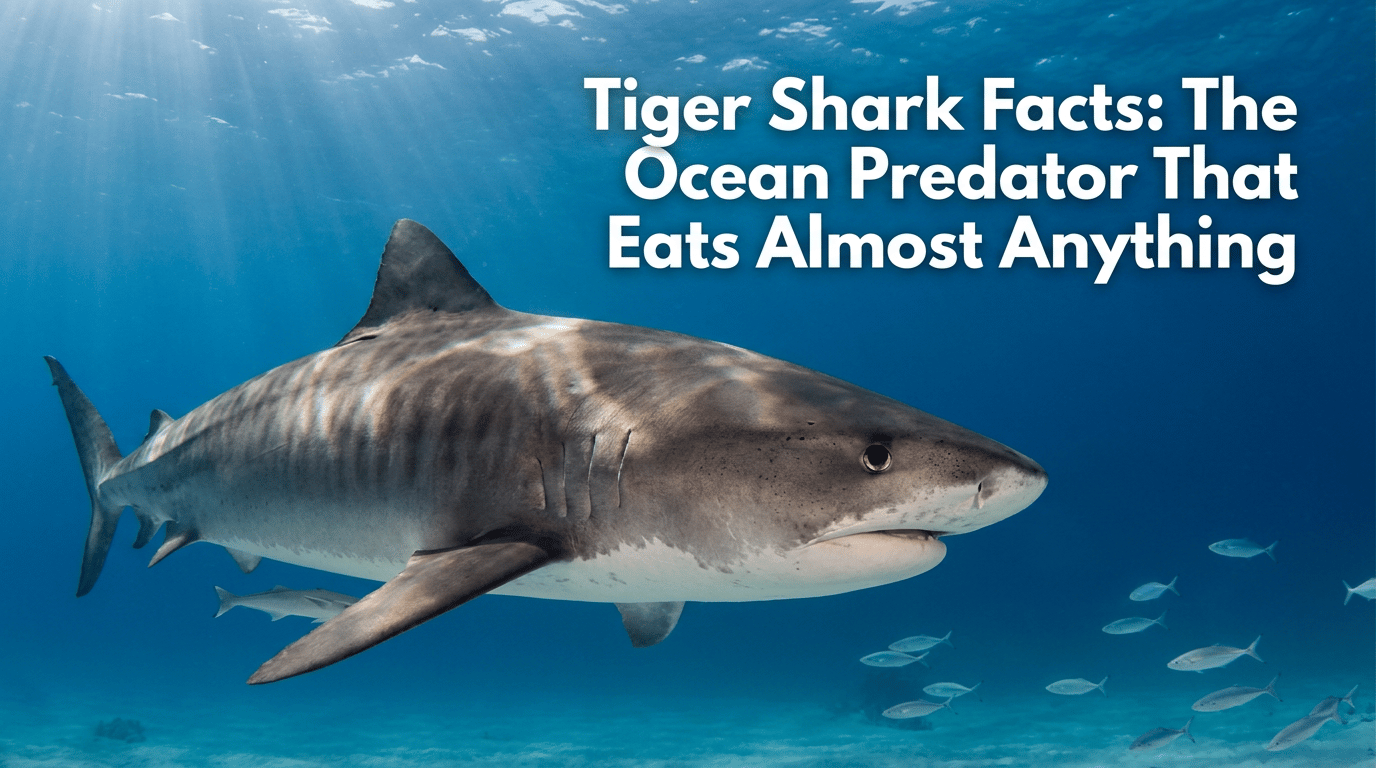 Tiger Shark Facts: The Ocean Predator That Eats Almost Anything featured image