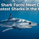 Mako Shark Facts: Meet One of the Fastest Sharks in the Ocean featured image