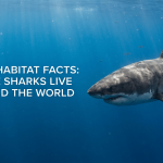 Shark Habitat Facts: Where Sharks Live Around the World featured image