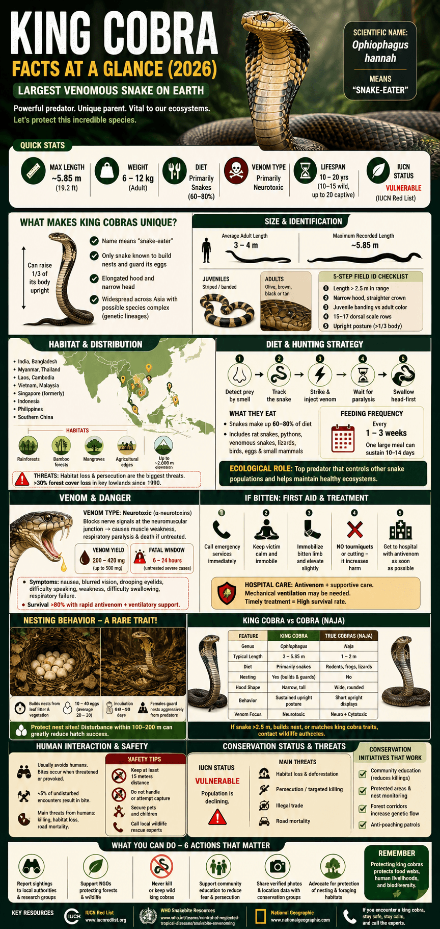 King Cobra Snake Facts