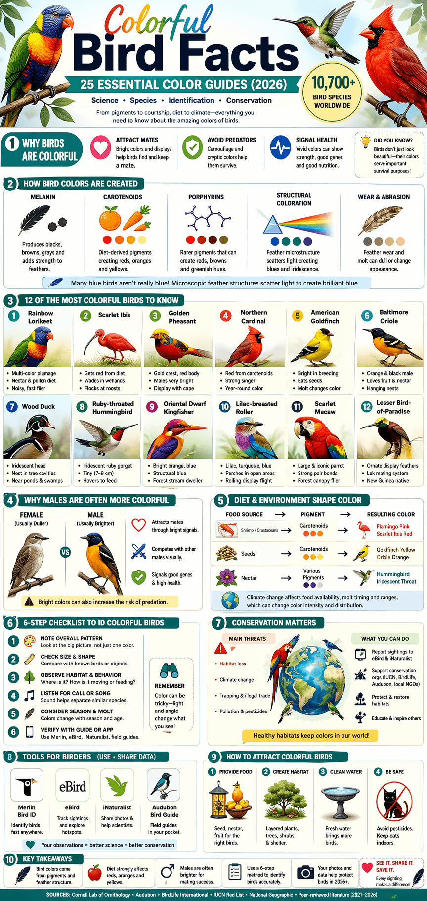 Colorful Bird Facts