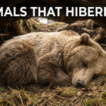 Animals That Hibernate featured image