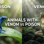 Animals With Venom vs Poison featured image