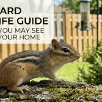 Backyard Wildlife Guide: Animals You May See Around Your Home featured image