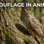 Camouflage in Animals featured image