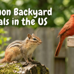 Common Backyard Animals in the US featured image