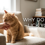 Why Do Cats Lick You? featured image