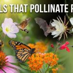 Animals That Pollinate Plants thumbnail