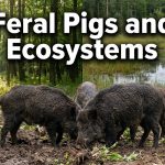 Feral Pigs and Ecosystems featured image