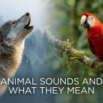 Animal Sounds and What They Mean featured image