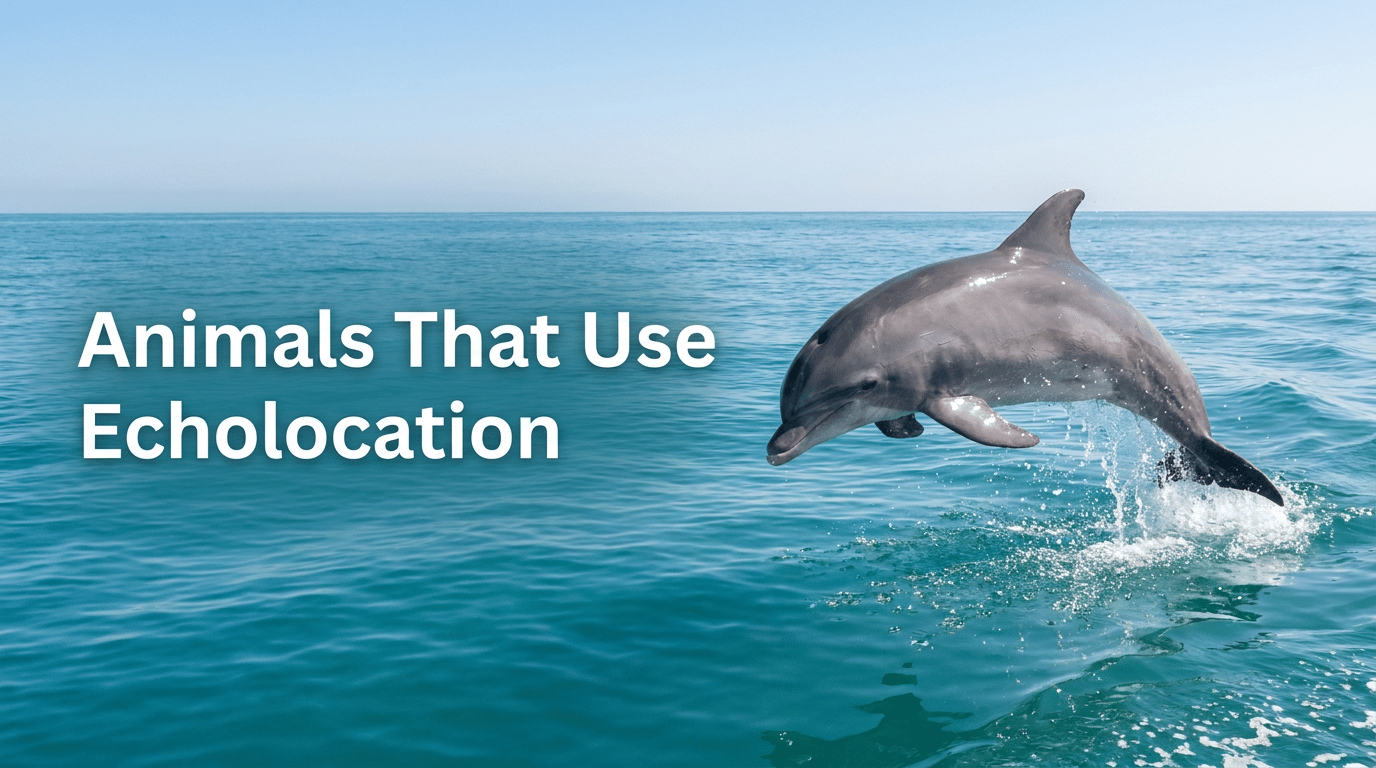 Animals That Use Echolocation featured image