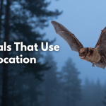 Animals That Use Echolocation featured image