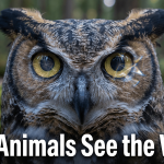 How Animals See the World featured image