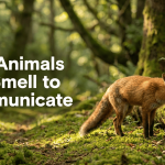 How Animals Use Smell to Communicate featured image