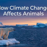 How Climate Change Affects Animals featured image