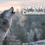 How Do Animals Communicate? featured image