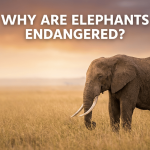 Why Are Elephants Endangered? featured image