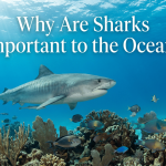 Why Are Sharks Important to the Ocean? featured image