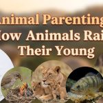 Animal Parenting: How Animals Raise Their Young