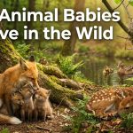 How Animal Babies Survive in the Wild