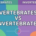 Vertebrates vs Invertebrates
