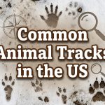 Common Animal Tracks in the US thumbnail