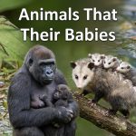 Animals That Carry Their Babies