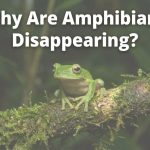 Why Are Amphibians Disappearing?