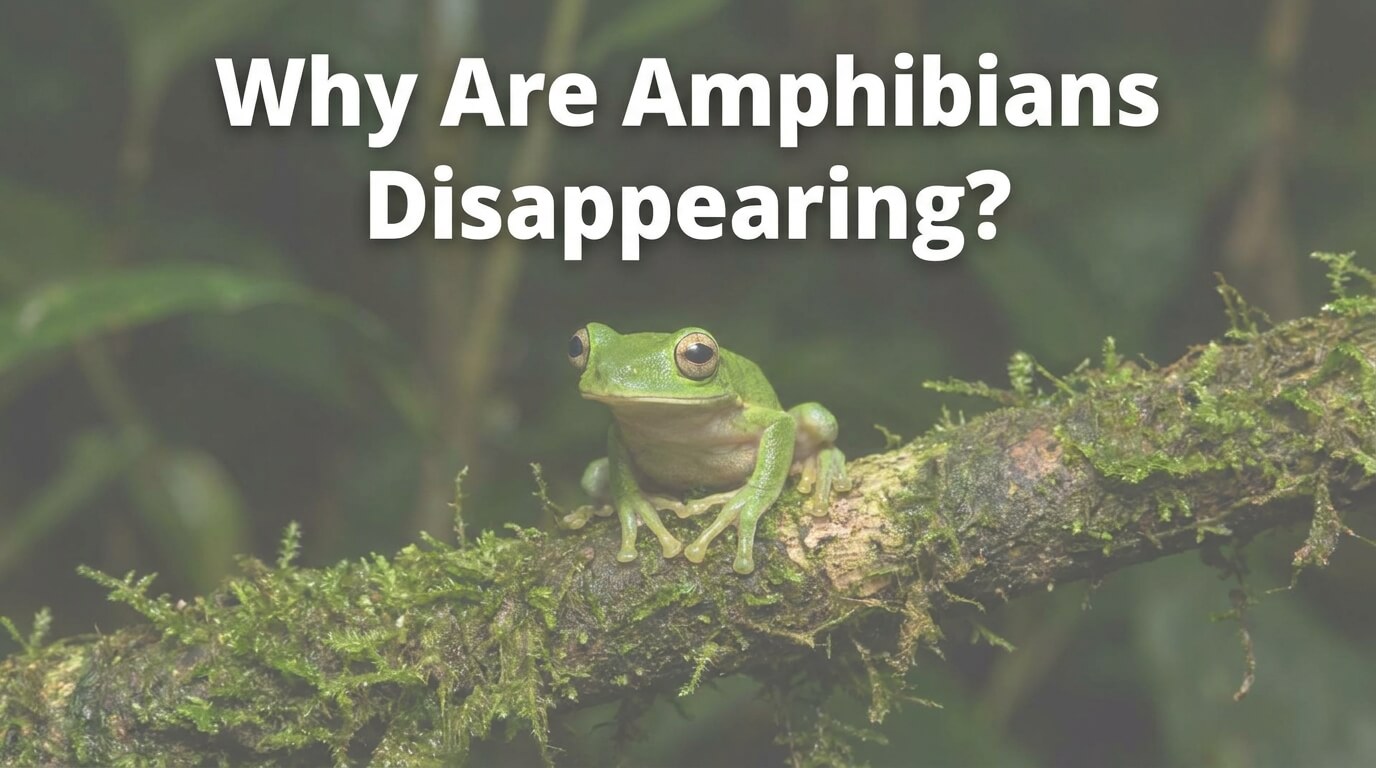 Why Are Amphibians Disappearing?