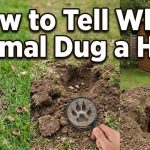How to Tell What Animal Dug a Hole thumbnail