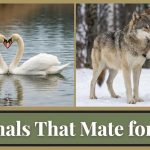 Animals That Mate for Life