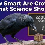 How Smart Are Crows? What Science Shows