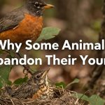 Why Some Animals Abandon Their Young
