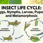 Insect Life Cycle: Eggs, Nymphs, Larvae, Pupae, and Metamorphosis