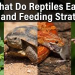 What Do Reptiles Eat? Diets and Feeding Strategies