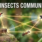 How Insects Communicate: Pheromones, Sounds, Light, Vibrations, and Visual Signals