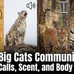 How Big Cats Communicate: Roars, Calls, Scent, and Body Signals