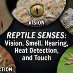 Reptile Senses: Vision, Smell, Hearing, Heat Detection, and Touch