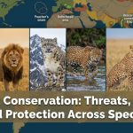 Big Cat Conservation: Threats, Status, and Protection Across Species