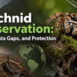 Arachnid Conservation: Threats, Data Gaps, and Protection