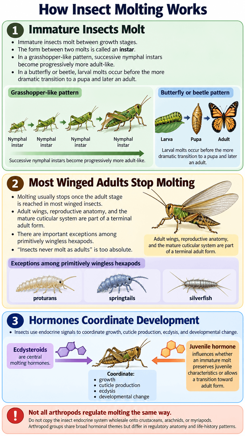 How Insect Molting Works