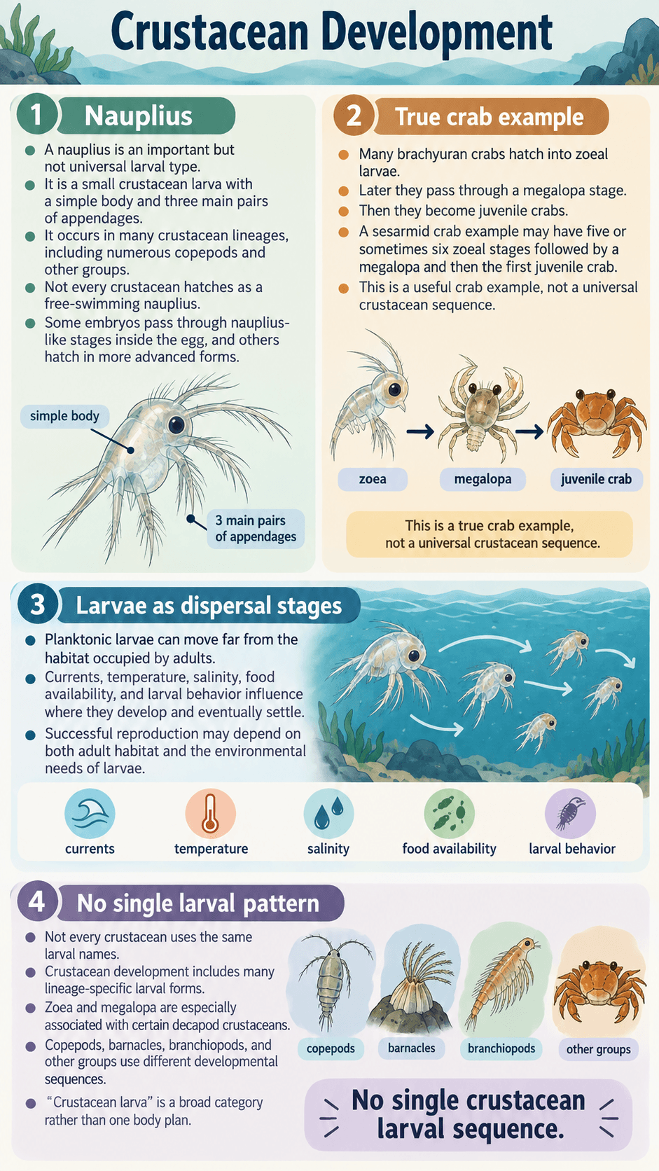 Crustacean Development