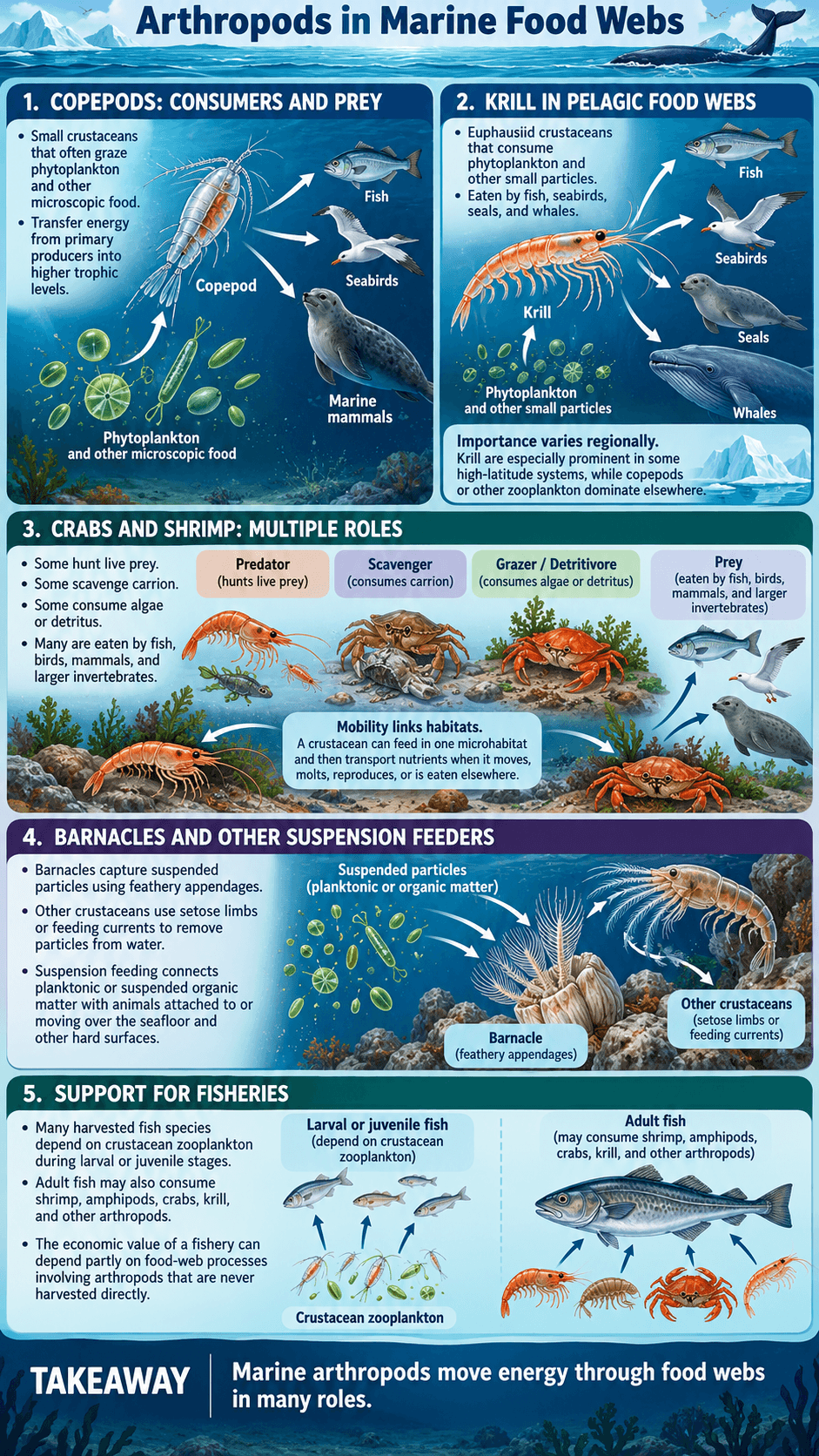 Arthropods in Marine Food Webs